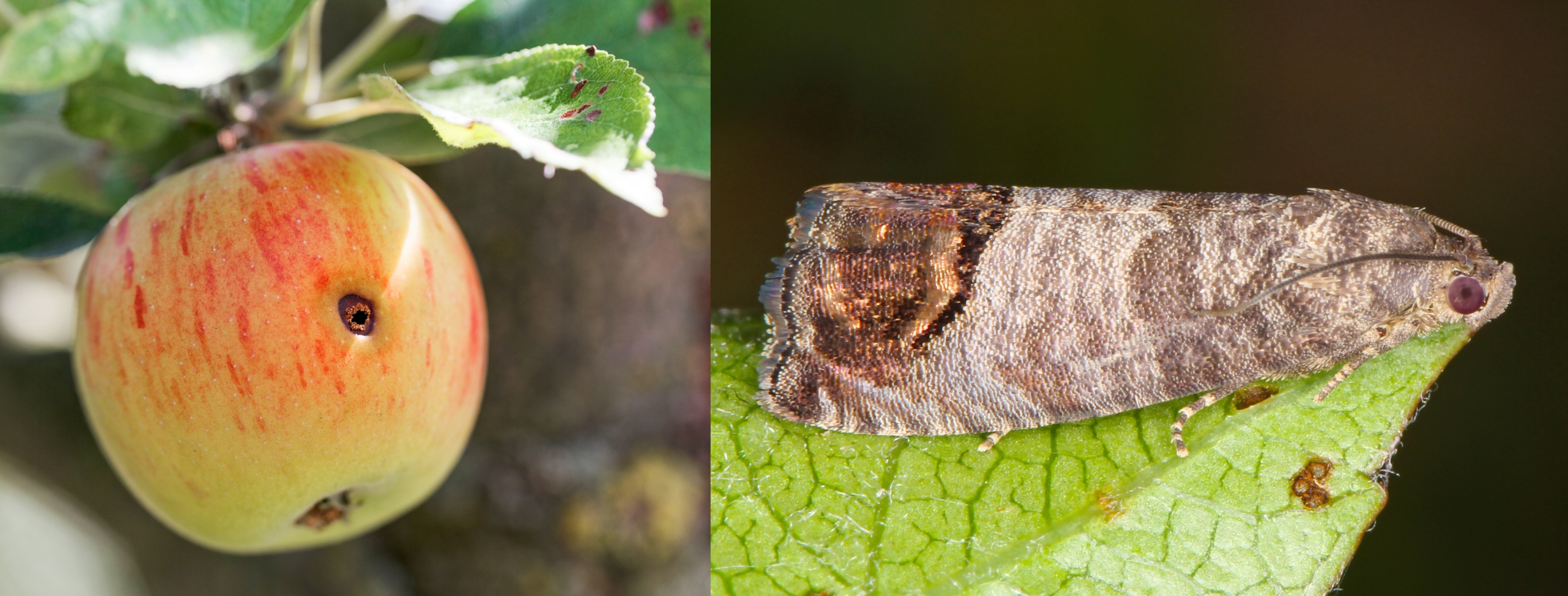 The invasive Codling Moth's sting on an apple, an all to common sight for farmers.